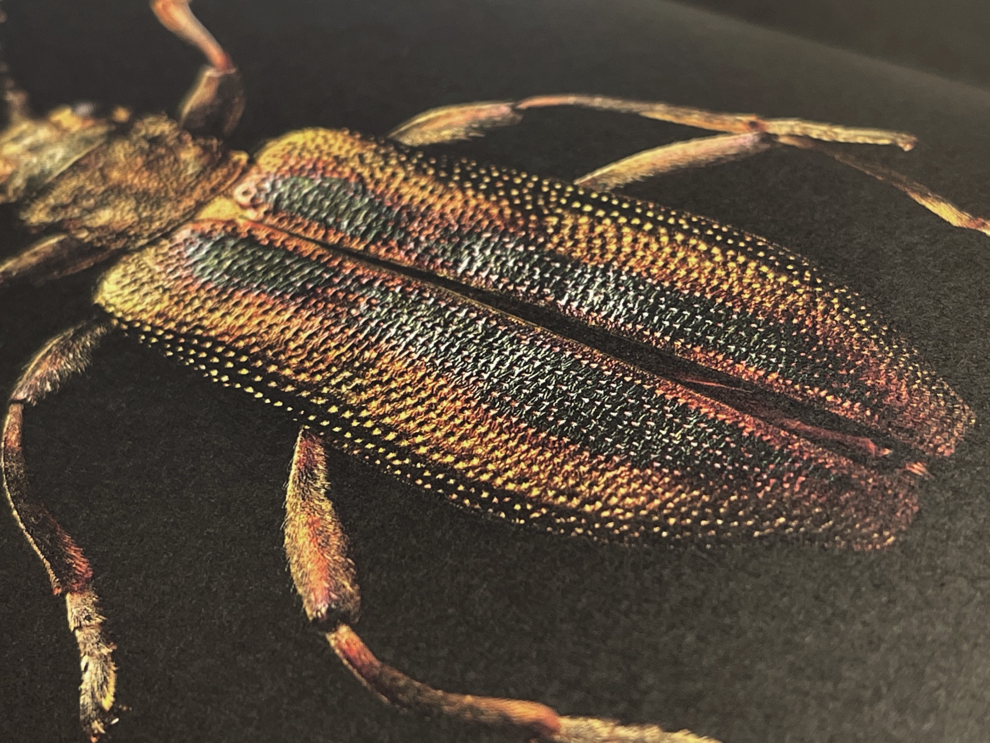 A close-up image of a leaf beetle featured in the Selux Imagebook.